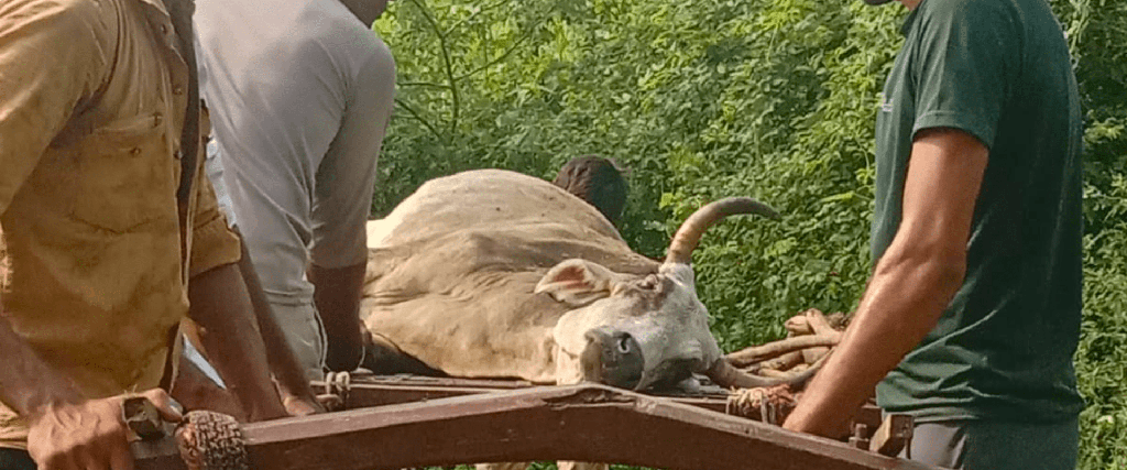  Help Mukesh To Save Animals in Bhilwara, Rajasthan